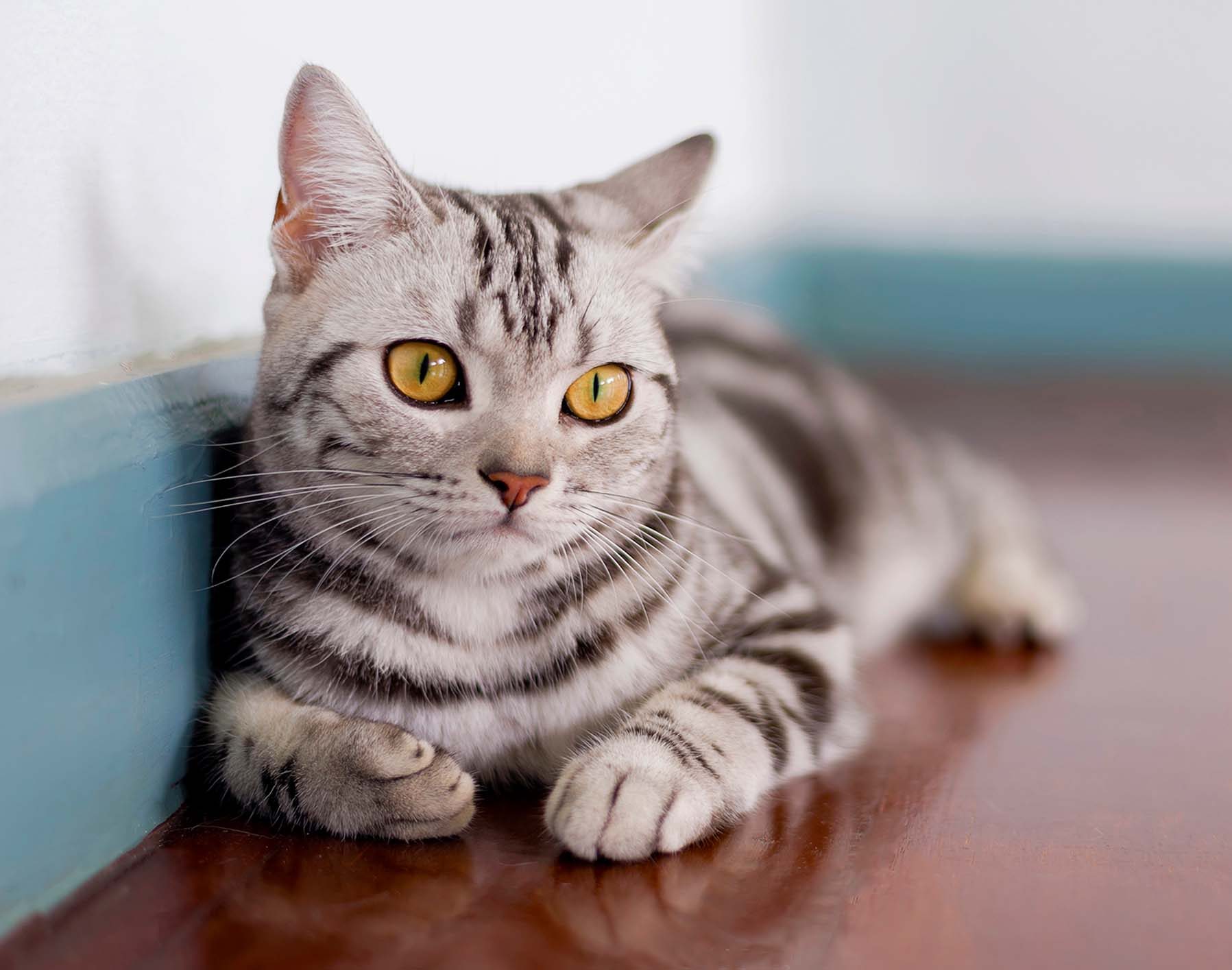 American-Shorthair-cat-pic