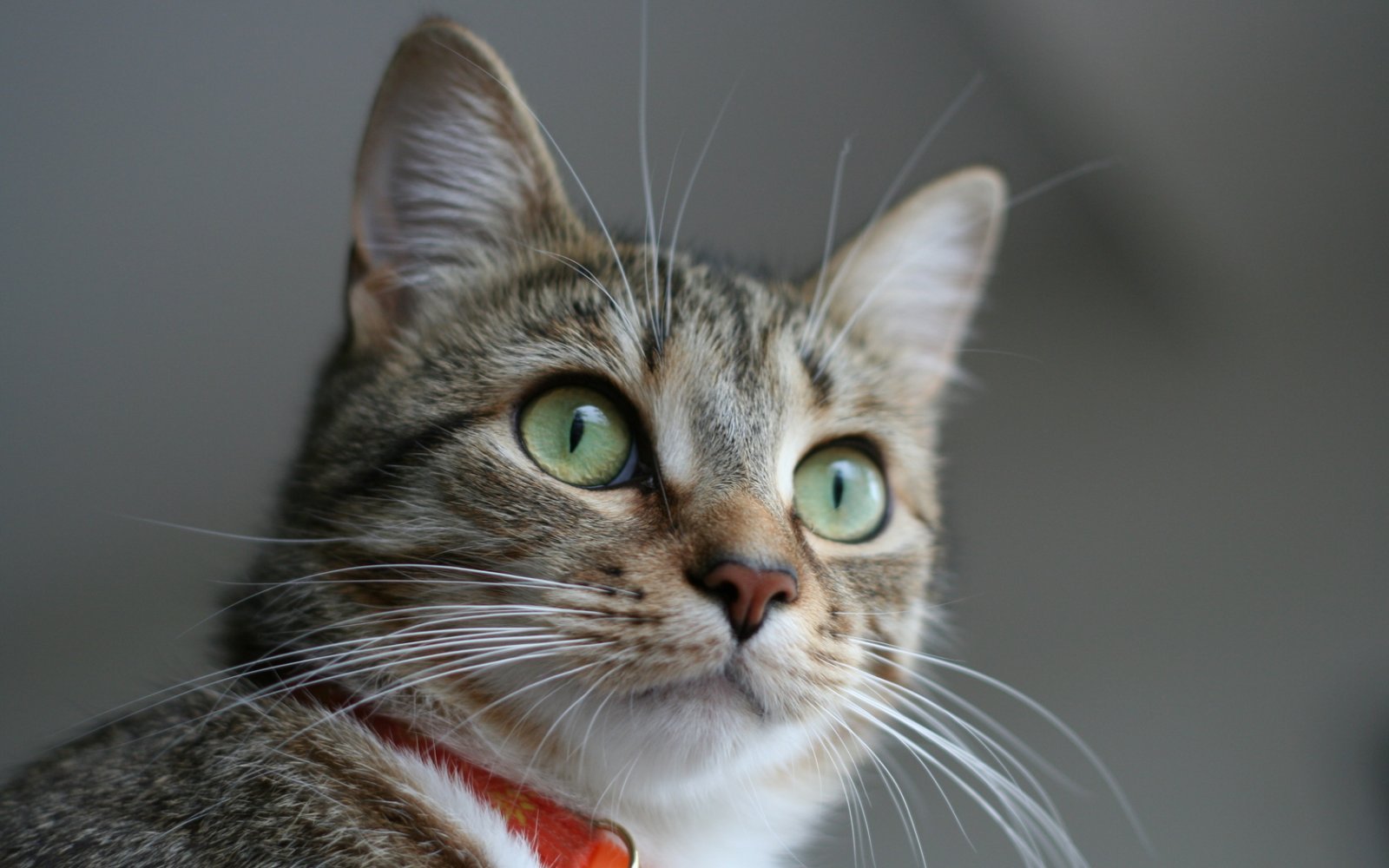 American-Wirehair-cat-pic