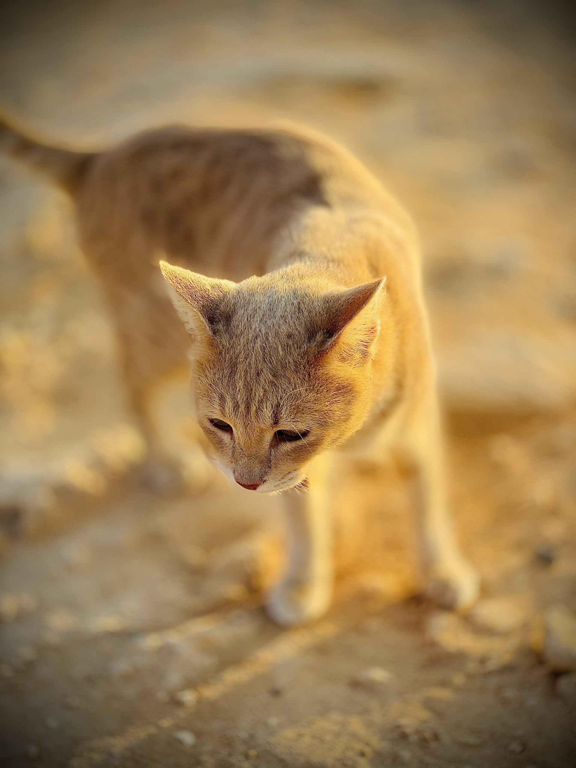 Cyprus-cat-pic